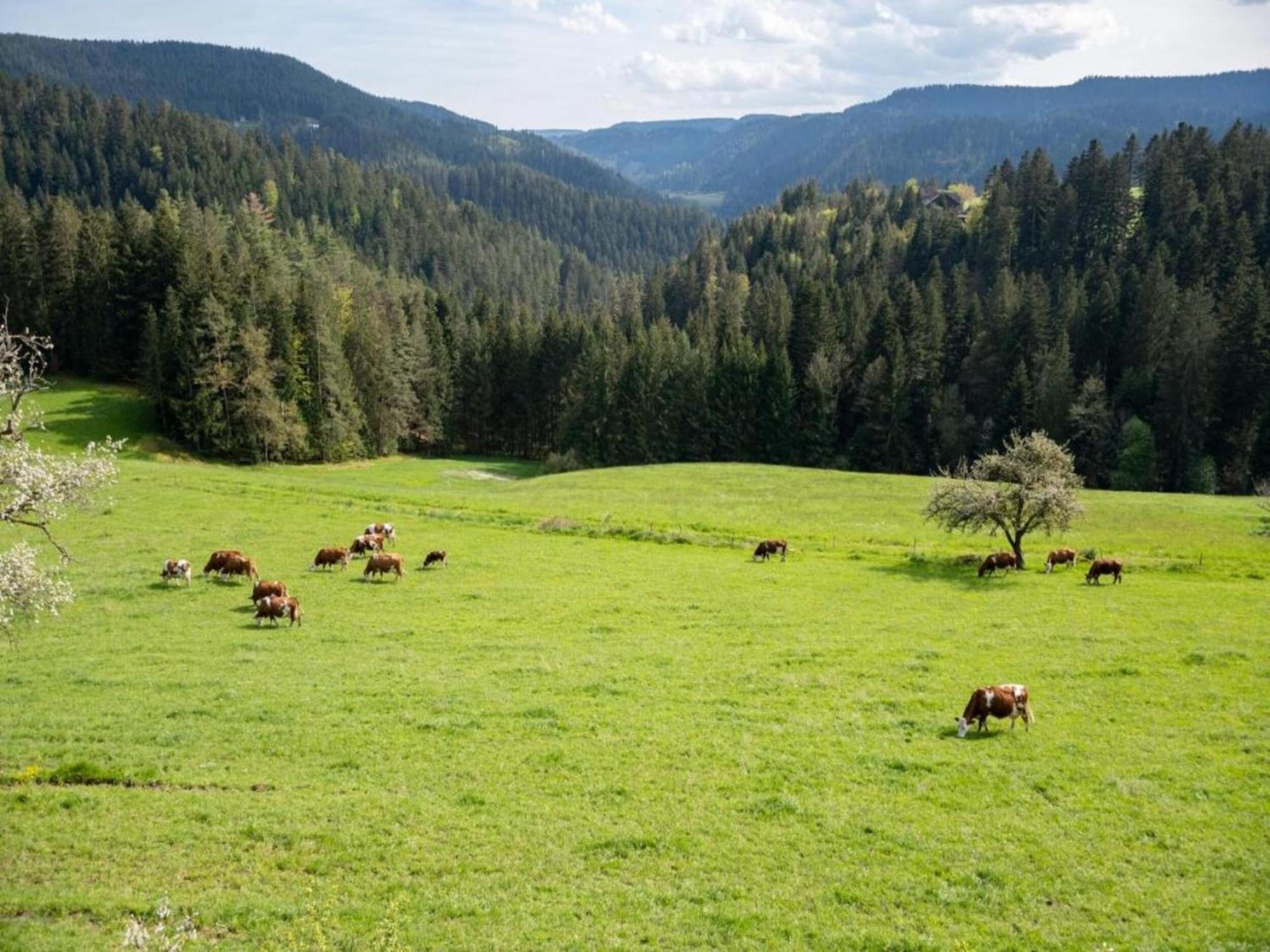Lovely Apartment In The Black Forest วิลลิงเงน-ชเวนนิงเงน ภายนอก รูปภาพ