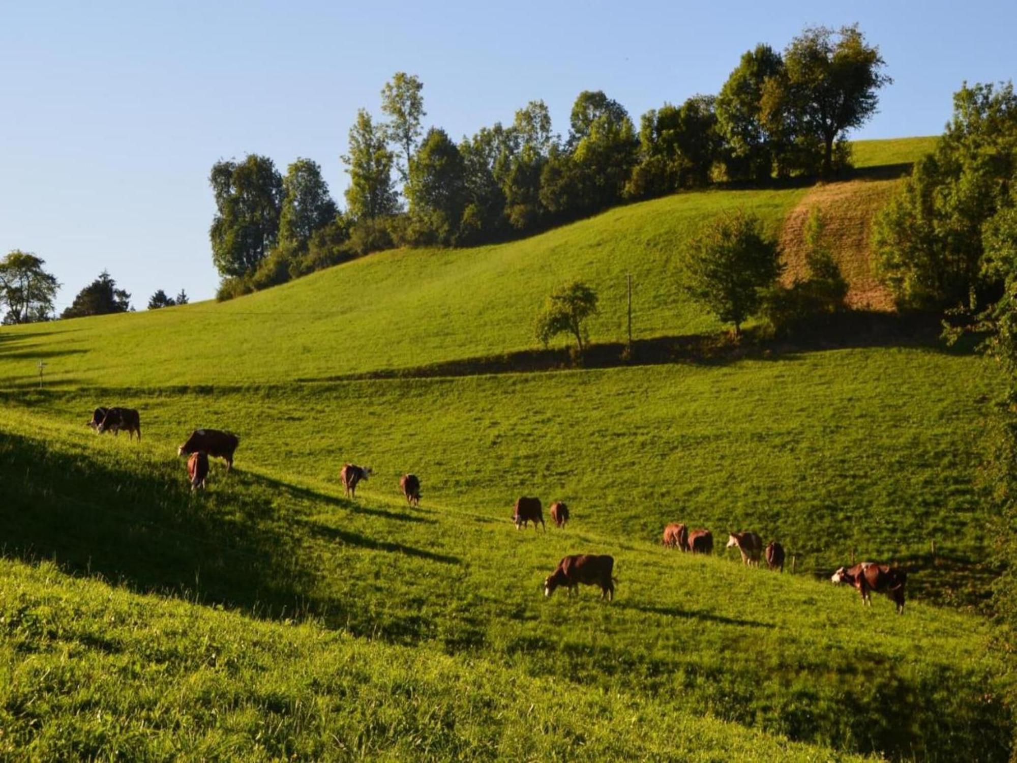 Lovely Apartment In The Black Forest วิลลิงเงน-ชเวนนิงเงน ภายนอก รูปภาพ